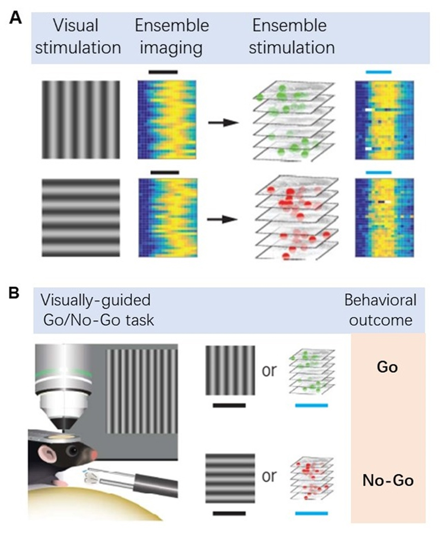 神经元集群活性成像及调控
