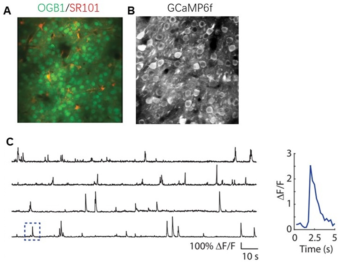 神经元集群活性成像及调控