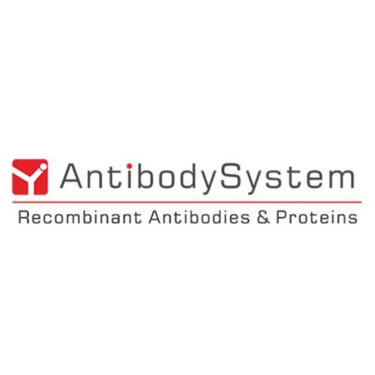 Anti-Mouse CD4 Antibody (GK1.5) | CD4 Antibody | CD4抗体