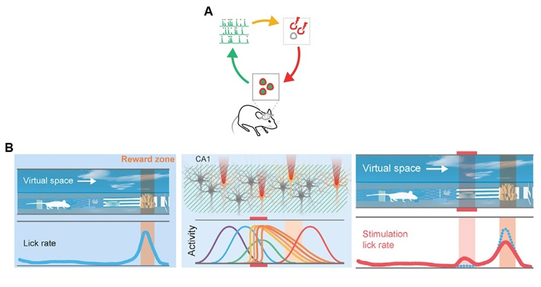 神经元集群活性成像及调控