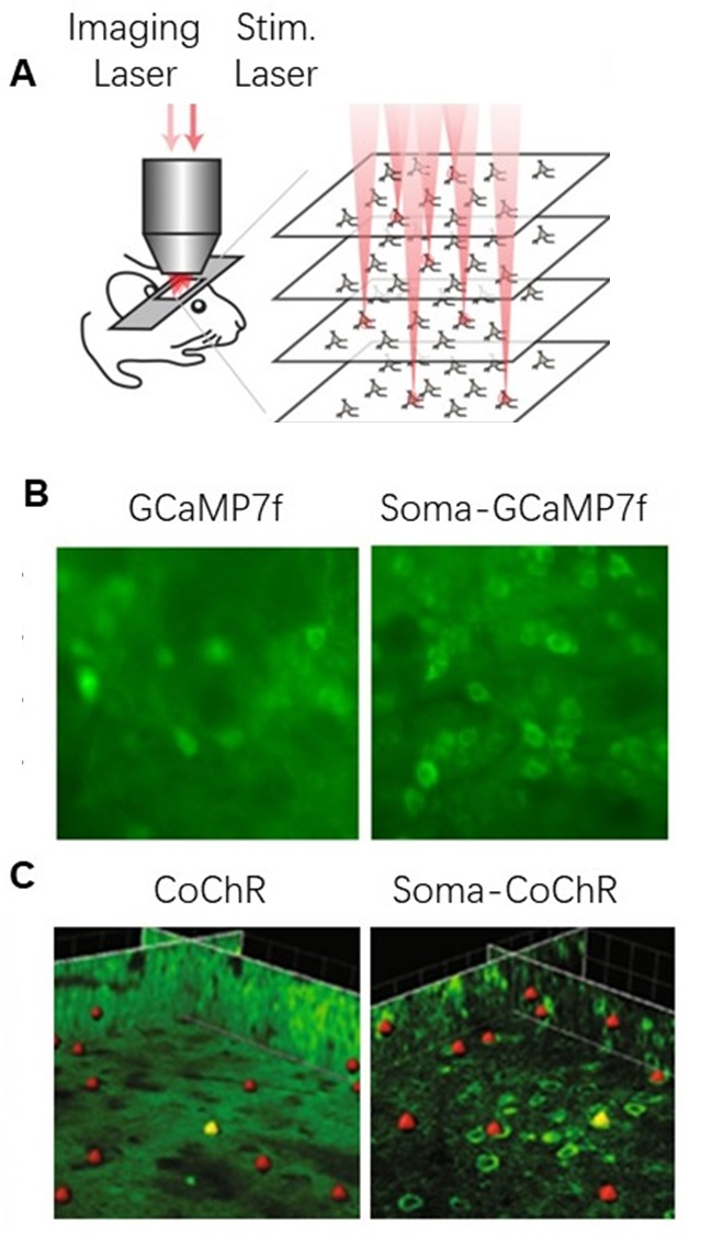 神经元集群活性成像及调控
