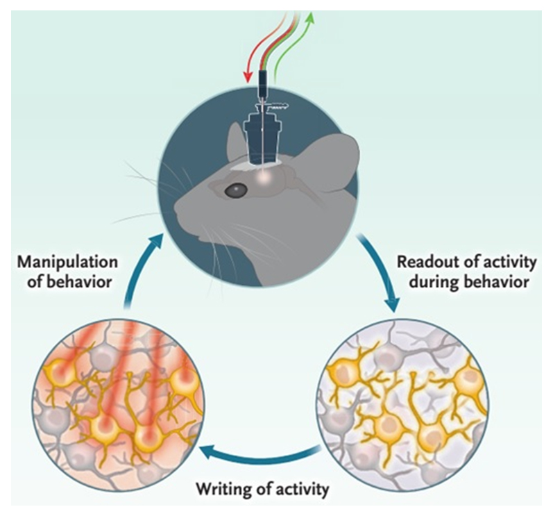 神经元集群活性成像及调控