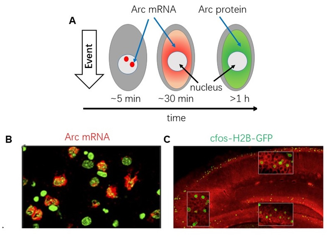 神经元集群活性成像及调控