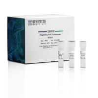 麦伯 MagicSeq Tn5 Transposase  M3131/M3132