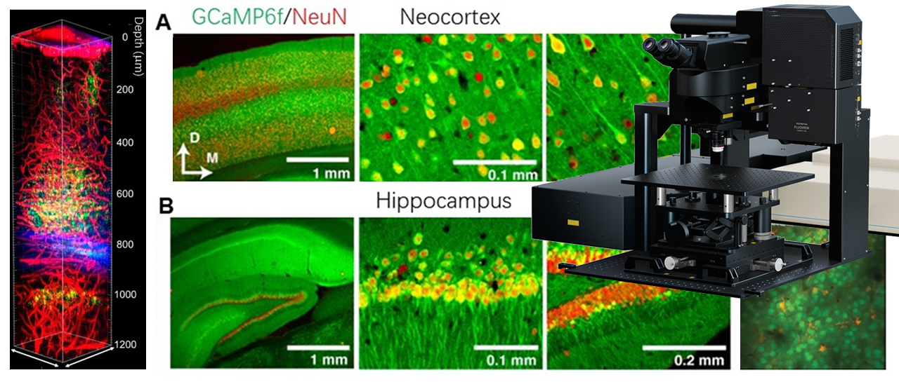 神经元集群活性成像及调控
