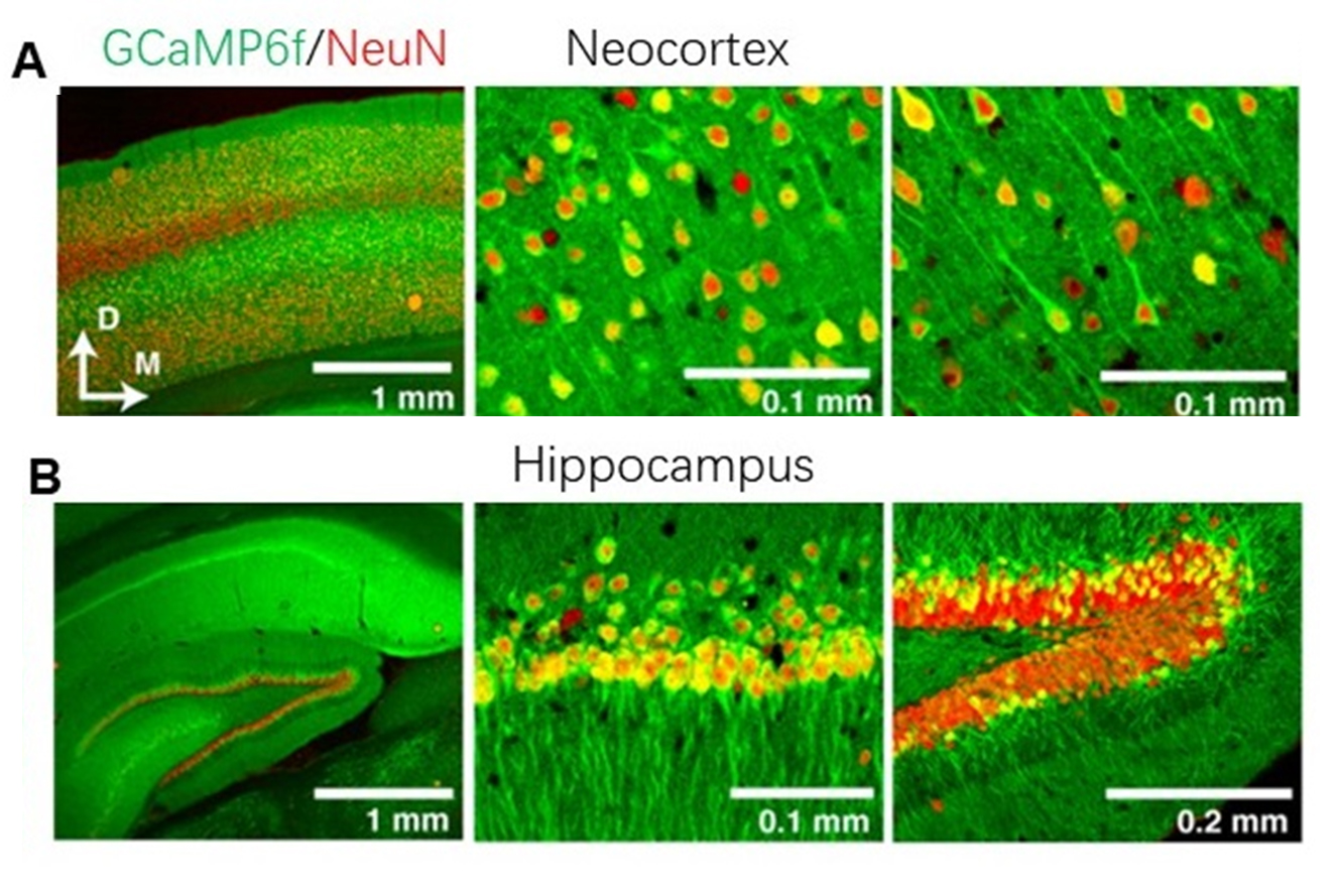 神经元集群活性成像及调控