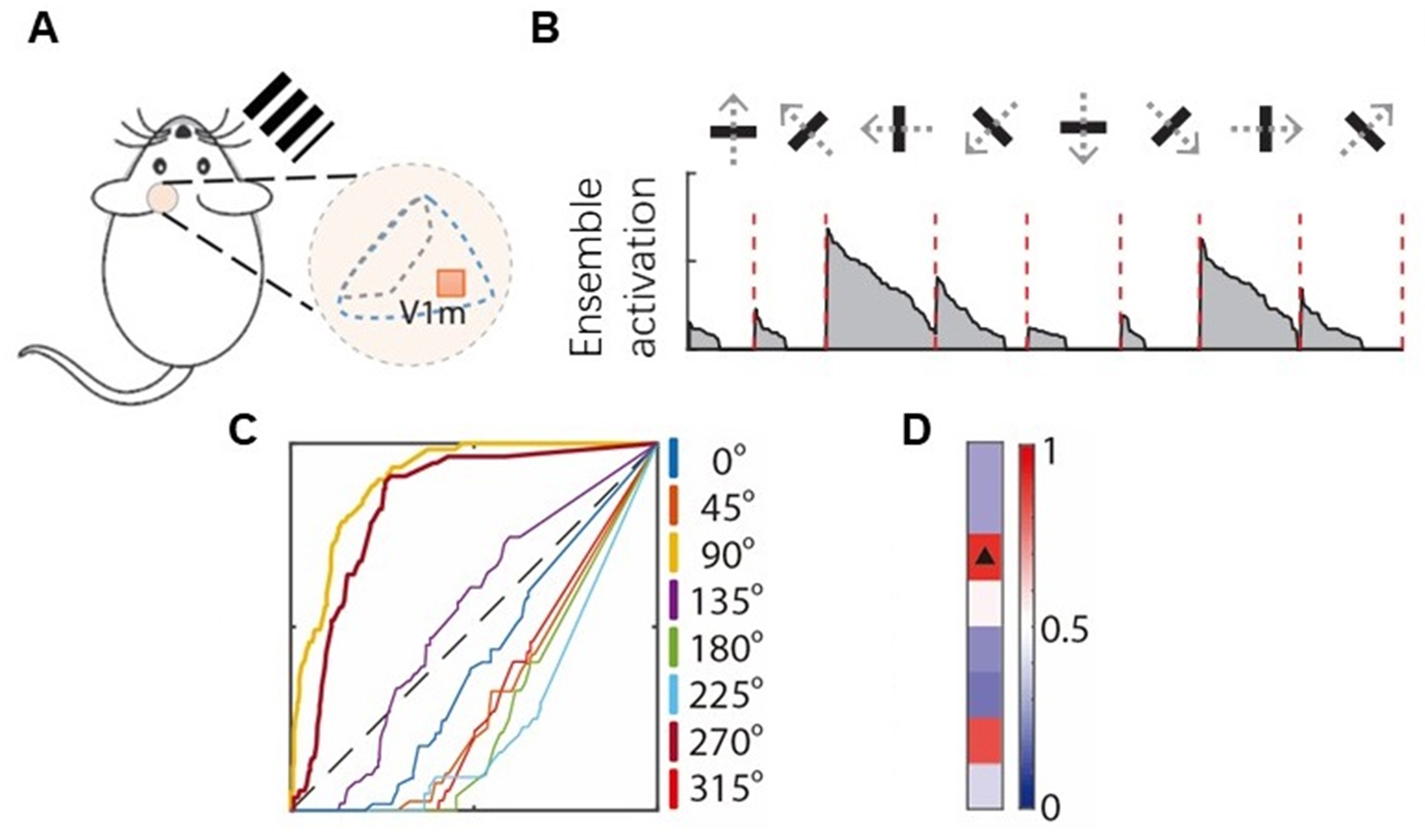 神经元集群活性成像及调控