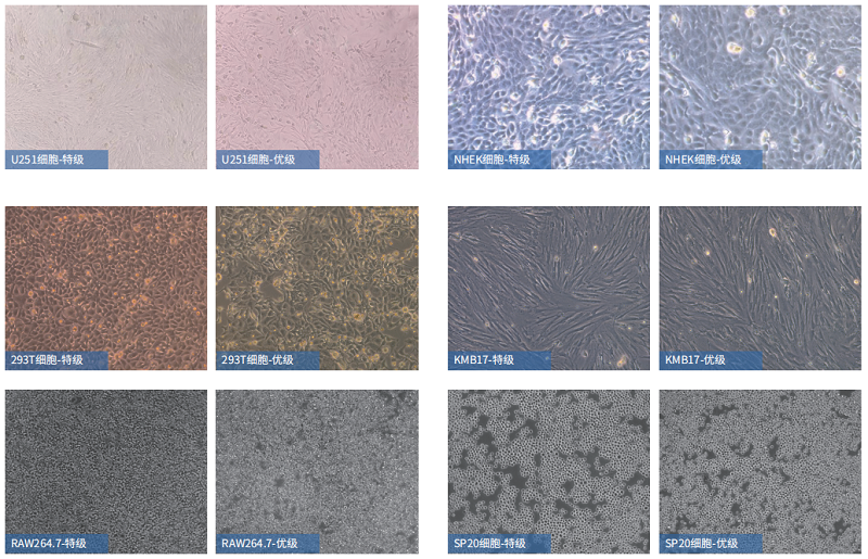 细胞培养过程中，如何避免其污染？