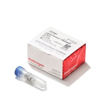 Lipofectamine™ RNAiMAX转染试剂