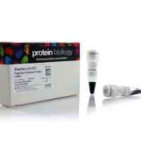 PageRuler™ 预染蛋白分子量标准，10 至 180 kDa