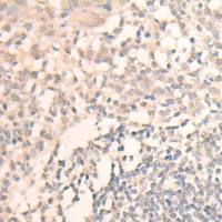 兔抗MLLT6多克隆抗体