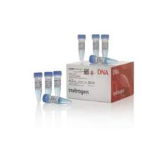 Zeocin™ 筛选试剂