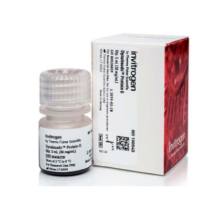 用于免疫沉淀的 免疫磁珠™ 蛋白 G