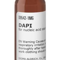 4',6-二脒基-2-苯基吲哚 , DAPI