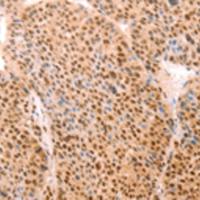 兔抗ALYREF多克隆抗体