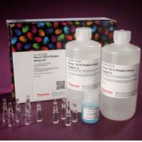 Pierce™ BCA 蛋白定量试剂盒