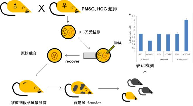 基因修饰小鼠繁育路线之TG