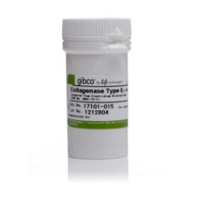 Gibco™ II 型胶原酶，粉末