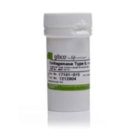 Gibco™ II 型胶原酶，粉末