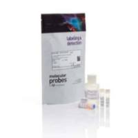 Qubit™ dsDNA HS 和 BR 测定试剂盒