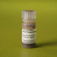 Pierce™ 蛋白 A/G 磁珠