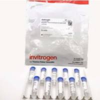 MitoSOX™ Red 线粒体超氧化物指示剂,用于活细胞成像