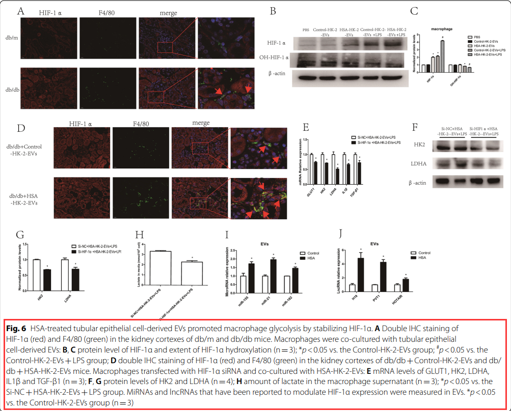 【文献速递】管状上皮细胞外泌体稳定表达HIF-1α（低氧诱导因子蛋白）后可诱导巨噬细胞糖酵解反应