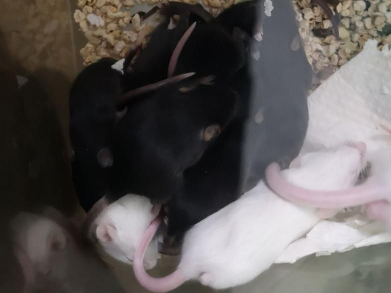 小鼠繁育问问问之——超级净化