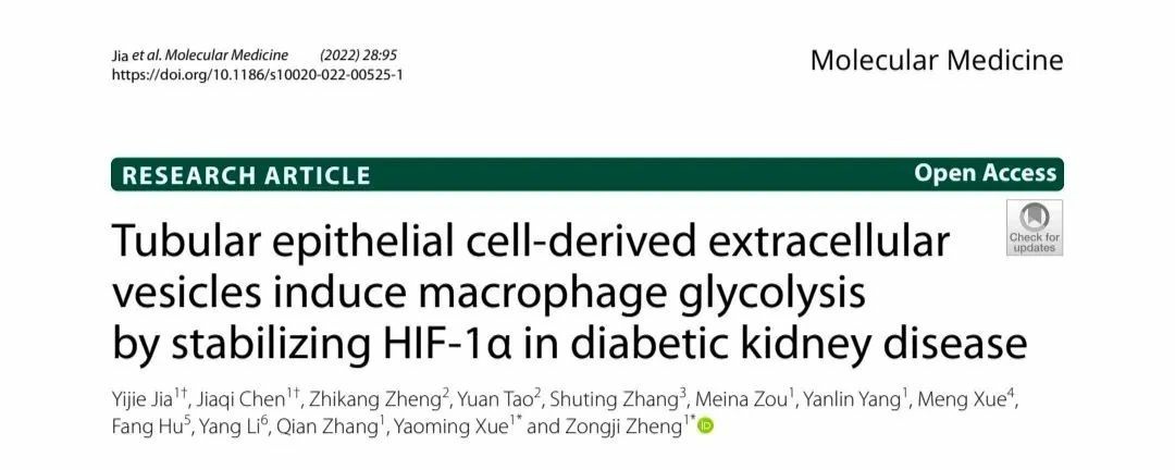 【文献速递】管状上皮细胞外泌体稳定表达HIF-1α（低氧诱导因子蛋白）后可诱导巨噬细胞糖酵解反应