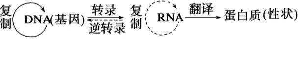 以中心法则的传递顺序来聊一聊相关的分子生物学实验