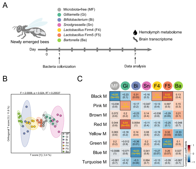 代谢组学文献解读：深度解码蜜肠菌调节宿主行为和神经功能