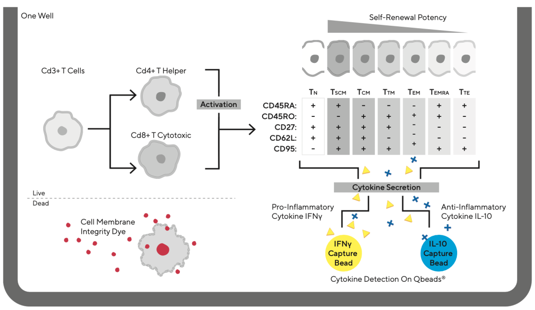 More in One：同时分析单孔中细胞、微球和分泌蛋白