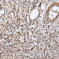 兔抗RUFY4多克隆抗体