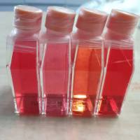 大鼠脊髓成纤维细胞/免疫荧光鉴定/镜像绮点（Cellverse）