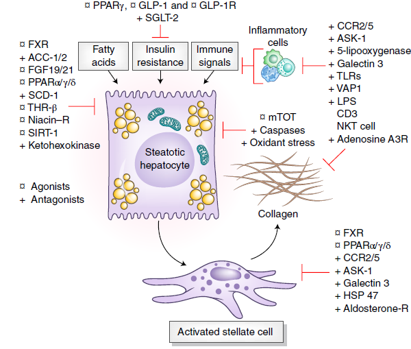 新品上市 | 糖尿病、非酒精性脂肪肝炎研究模型