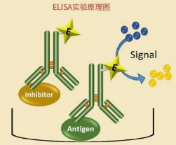 标本因素对ELISA测定结果的影响