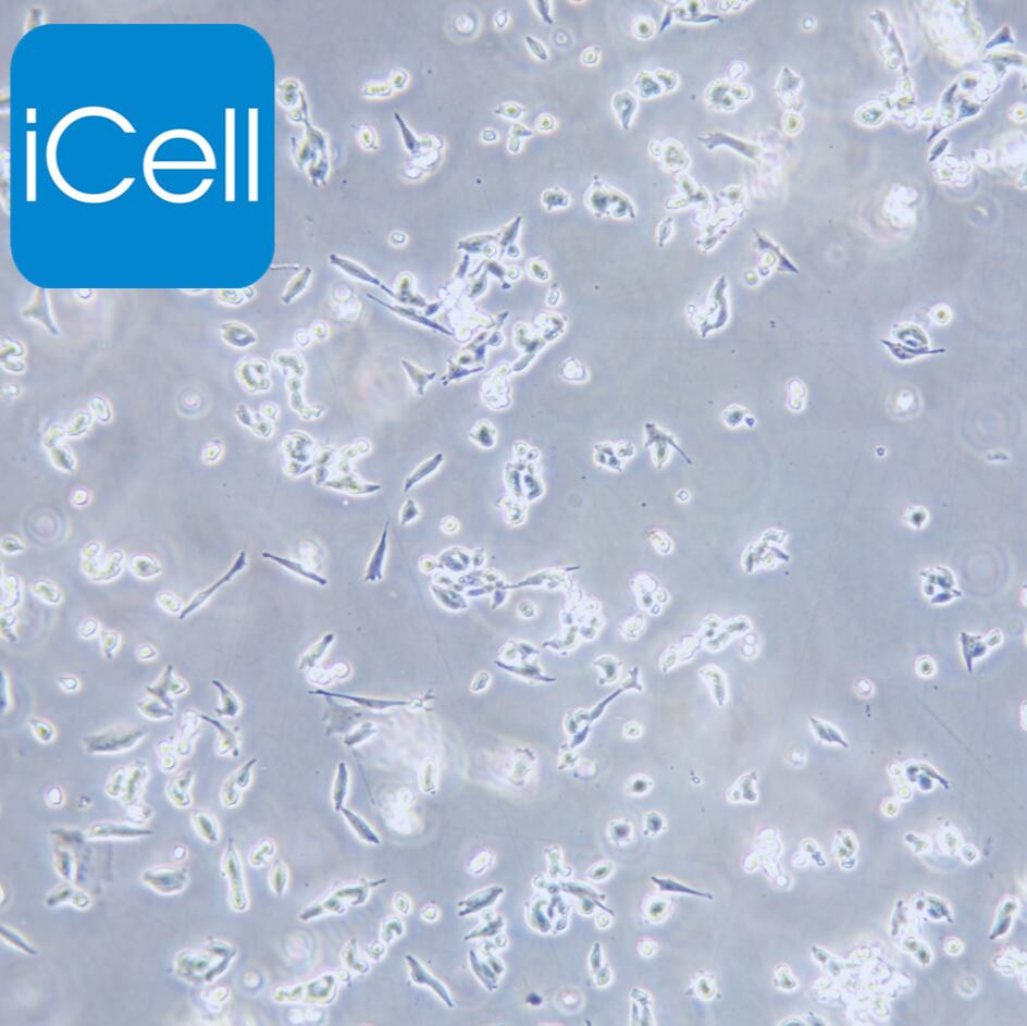 D341 Med 人脑髓母细胞瘤细胞/STR鉴定/镜像绮点（Cellverse）