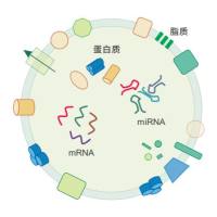 外泌体研究（提取、鉴定、分析等）及外泌体工程化改造