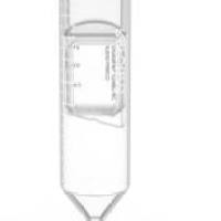 BODIPY 581/591 C11,脂质过氧化传感器