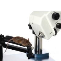 小动物视网膜影像系统,动物视网膜成像系统