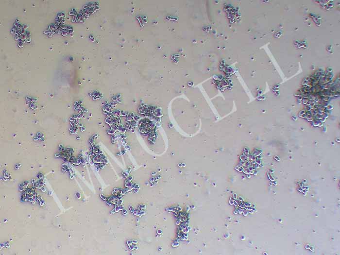 DU4475人乳腺上皮细胞丨DU4475细胞