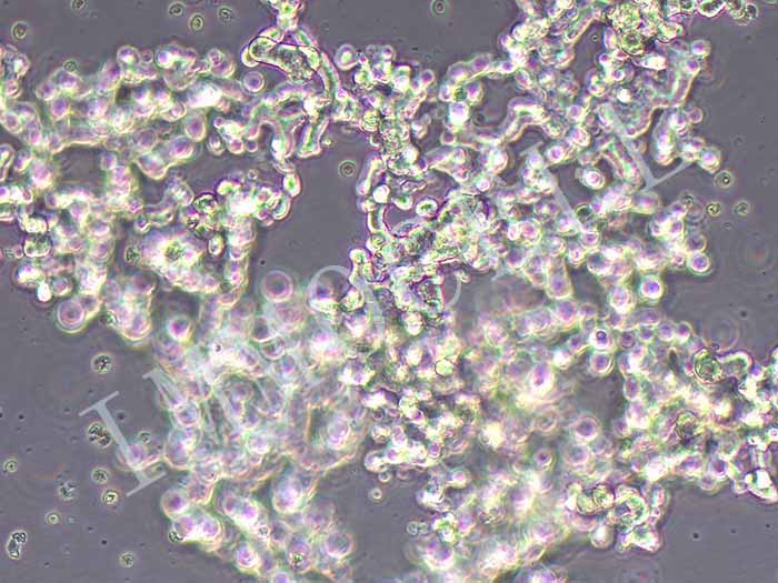 DU4475人乳腺上皮细胞丨DU4475细胞
