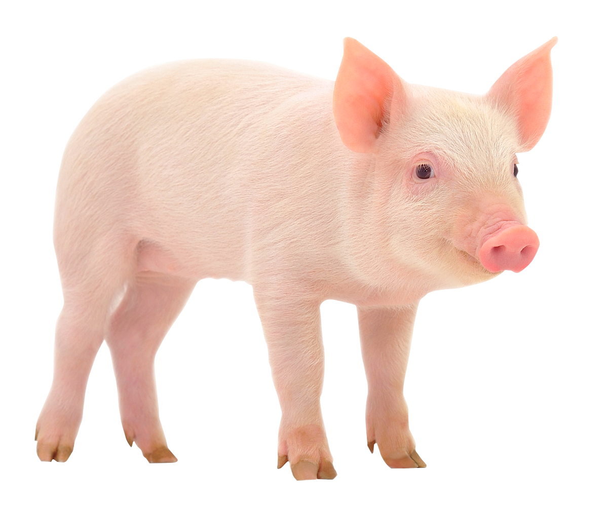 动物实验必懂知识之二师兄（小型猪）被抓了