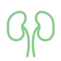 泌尿系统类动物模型