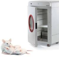 小动物骨密度测量仪,小鼠骨密度测量仪