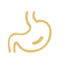 消化类动物模型