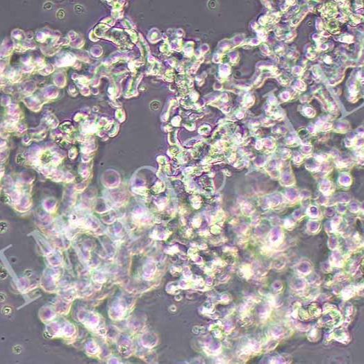 DU4475人乳腺上皮细胞丨DU4475细胞