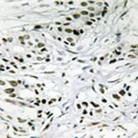 兔抗ERF多克隆抗体