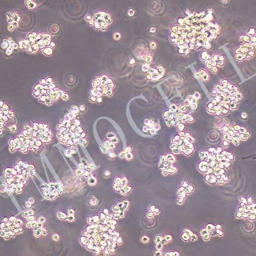 SU-DHL-6人B淋巴细胞丨SU-DHL-6细胞