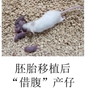 小鼠生殖力挽救技术服务